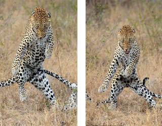 مصر اليوم - نمر يرقص fangnam ليعجب صديقته